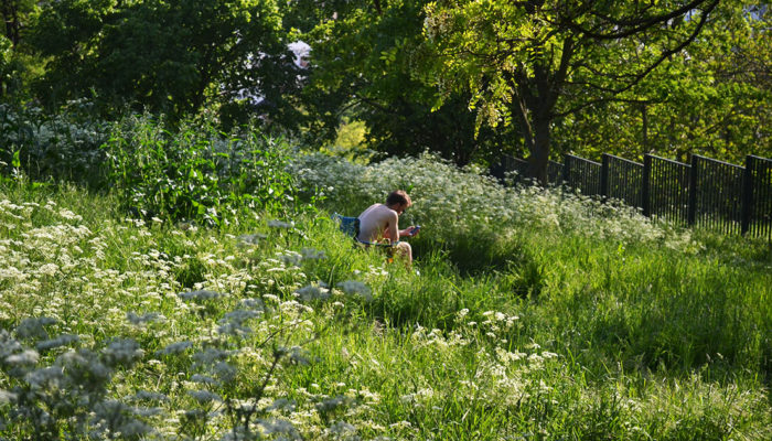 dans le pré copie